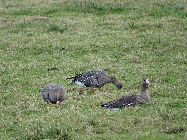 这位比利时 这位比利时